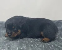 German Rottweiler Male#1, a male Rottweiler for sale in Dallas, TX – 5 of 5