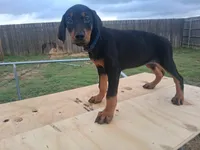 Blue Collar Female , a female Doberman Pinscher for sale in Dallas, TX – 6 of 10