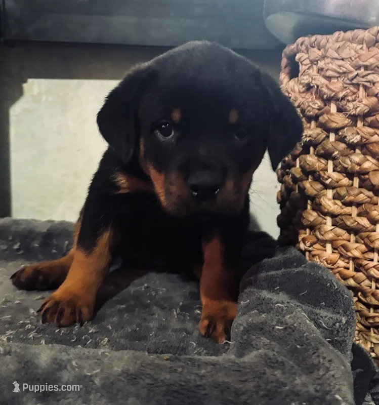 Female German Rottweiler #2 – Rottweiler puppy for sale in Dallas, TX