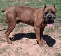 Burgundy collar male , a male Cane Corso for sale in Dallas, TX – 9 of 10