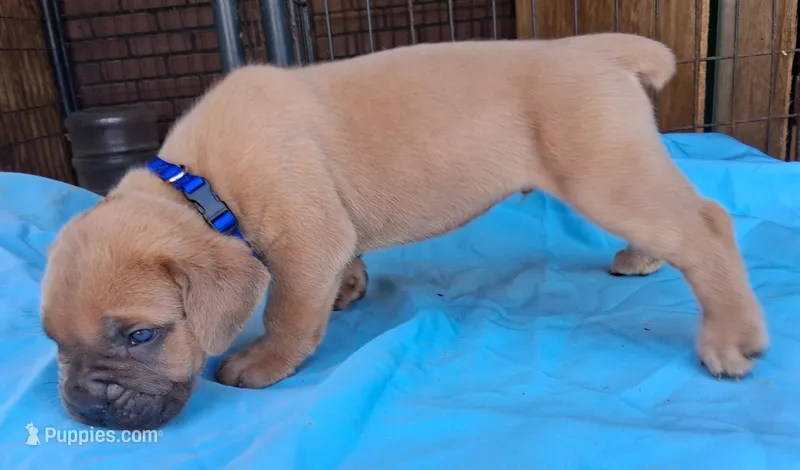 Blue Collar Male 💙  – Cane Corso puppy for sale in Dallas, TX
