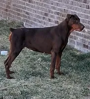 Red Female #2, a female Doberman Pinscher for sale in Dallas, TX – 4 of 9