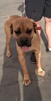 Pink Collar Female Cane Corso , a female Cane Corso for sale in Dallas, TX – 5 of 9