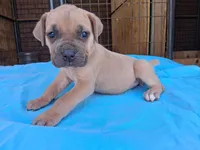 Pink collar female 💗 , a female Cane Corso for sale in Dallas, TX – 8 of 10