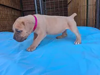 Pink collar female 💗 , a female Cane Corso for sale in Dallas, TX – 4 of 10