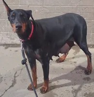  European female , a female Doberman Pinscher for sale in Dallas, TX – 2 of 5