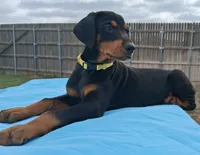 Yellow collar female 💛 , a female Doberman Pinscher for sale in Dallas, TX – 3 of 9