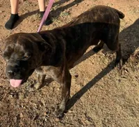 Pink Collar Female Cane Corso , a female Cane Corso for sale in Dallas, TX – 6 of 9