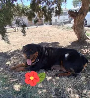 German Rottweiler Male#1, a male Rottweiler for sale in Dallas, TX – 4 of 5