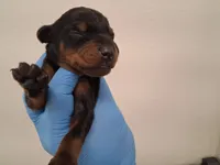 Black and Tan Male Euro, a male Doberman Pinscher for sale in Dallas, TX – 9 of 10