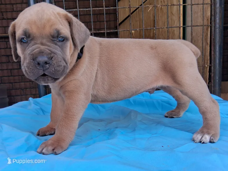 Black collar male Cane Corso  – Cane Corso puppy for sale in Dallas, TX