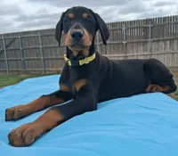 Yellow collar female 💛 , a female Doberman Pinscher for sale in Dallas, TX – 6 of 9