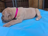 Pink collar female 💗 , a female Cane Corso for sale in Dallas, TX – 3 of 10