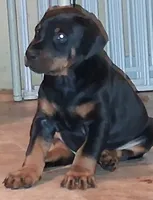 European Doberman Male , a male Doberman Pinscher for sale in Dallas, TX – 1 of 7