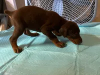 Red Female #2, a female Doberman Pinscher for sale in Dallas, TX – 2 of 9
