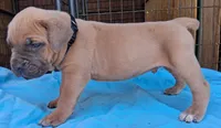 Black collar male Cane Corso , a male Cane Corso for sale in Dallas, TX – 4 of 10
