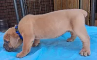 Blue Collar Male 💙 , a male Cane Corso for sale in Dallas, TX – 7 of 10