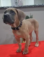 Black collar male Cane Corso , a male Cane Corso for sale in Dallas, TX – 3 of 10