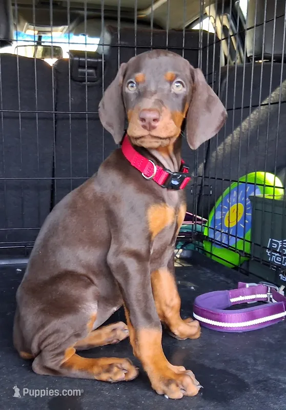 Red Female #2 – Doberman Pinscher puppy for sale in Dallas, TX