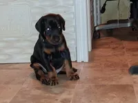 Black and Tan Male Euro Male #2, a male Doberman Pinscher for sale in Dallas, TX – 6 of 8