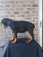 Female European Doberman pup, a female Doberman Pinscher for sale in Dallas, TX – Photo 8 of 8