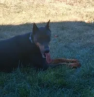 Female European Doberman pup, a female Doberman Pinscher for sale in Dallas, TX – Photo 4 of 8
