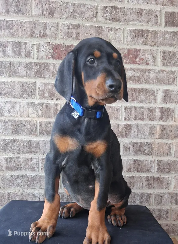 Female European Doberman pup