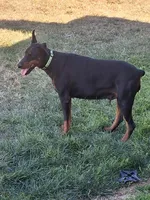 Female European Doberman pup, a female Doberman Pinscher for sale in Dallas, TX – Photo 6 of 8