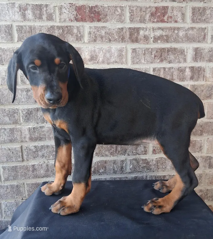 Female European Doberman pup