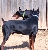 Female European Doberman pup, a female Doberman Pinscher for sale in Dallas, TX – Photo 2 of 8