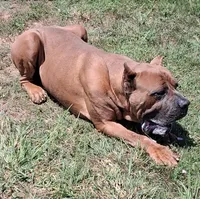 Black collar male Cane Corso , a male Cane Corso for sale in Dallas, TX – 10 of 10