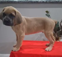 Blue Collar Male 💙 , a male Cane Corso for sale in Dallas, TX – 3 of 10