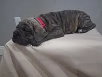 Blue Brindle female 💙 , a female Cane Corso for sale in Dallas, TX – 1 of 7