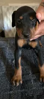 Black and Tan European Female , a female Doberman Pinscher for sale in Dallas, TX – 2 of 10