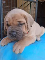 Burgundy collar male , a male Cane Corso for sale in Dallas, TX – 5 of 10