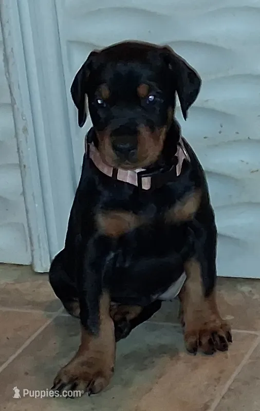  European female  – Doberman Pinscher puppy for sale in Dallas, TX