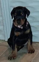  European female , a female Doberman Pinscher for sale in Dallas, TX – 1 of 5