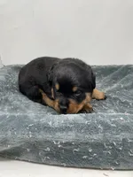 Female German Rottweiler #2, a female Rottweiler for sale in Dallas, TX – 2 of 6