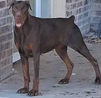 Black and Tan Male Euro, a male Doberman Pinscher for sale in Dallas, TX – 4 of 10