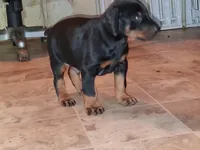 Black and Tan Male Euro Male #2, a male Doberman Pinscher for sale in Dallas, TX – 7 of 8
