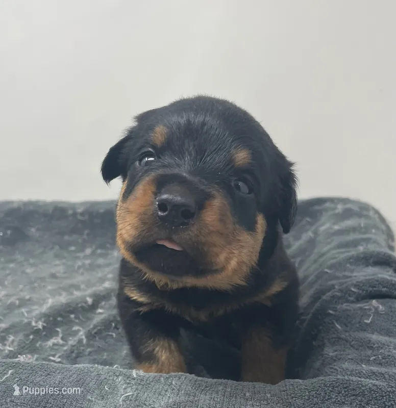 Rottweiler Female (FiFi) – Rottweiler puppy for sale in Dallas, TX
