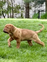 Silver Boy, a male Dogue de Bordeaux for sale in Andover, CT – 4 of 4