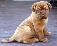 Silver Boy, a male Dogue de Bordeaux for sale in Andover, CT – 2 of 4