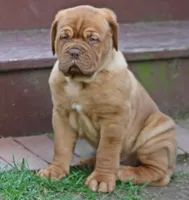 Silver Boy, a male Dogue de Bordeaux for sale in Andover, CT – 3 of 4