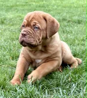 Silver Boy, a male Dogue de Bordeaux for sale in Andover, CT – 1 of 4
