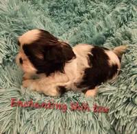 Akc Murphy , a male Shih Tzu for sale in Dexter, KY – 3 of 7