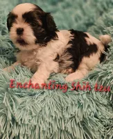 Akc Murphy , a male Shih Tzu for sale in Dexter, KY – 6 of 7