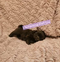 Akc Latte , a female Shih Tzu for sale in Dexter, KY – 3 of 6