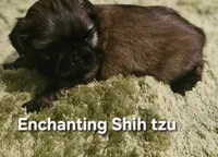 AKC Wookie , a male Shih Tzu for sale in Dexter, KY – 4 of 10