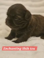 Akc chocolate , a male Shih Tzu for sale in Dexter, KY – 9 of 10